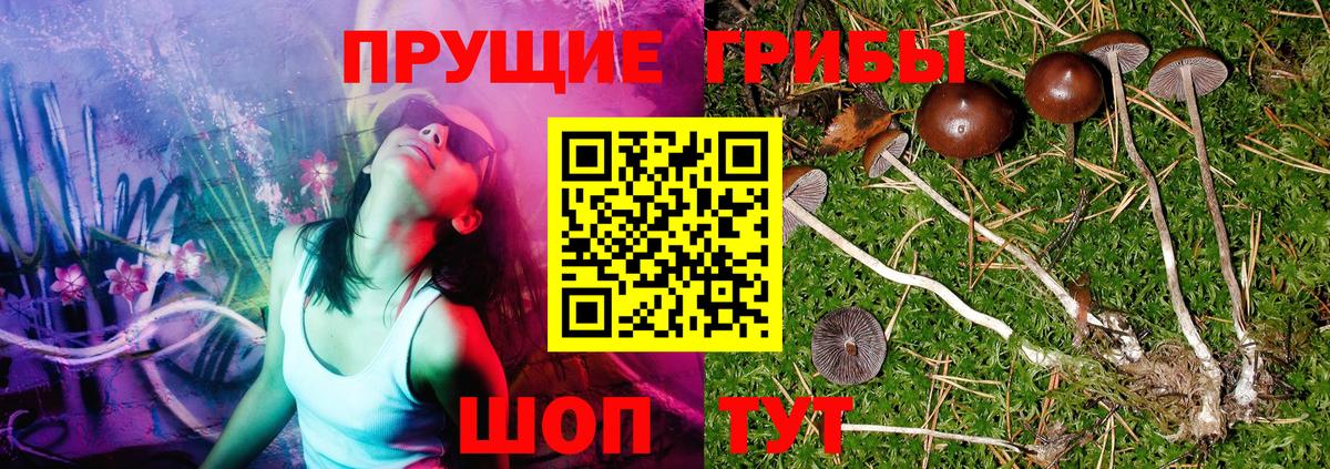 Галлюциногенные грибы Psilocybe Соликамск